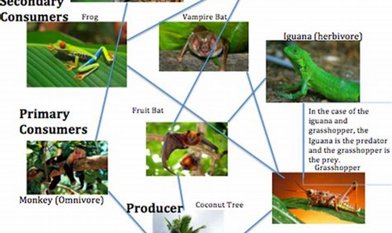 Food Web Example In Tropical Rainforest
