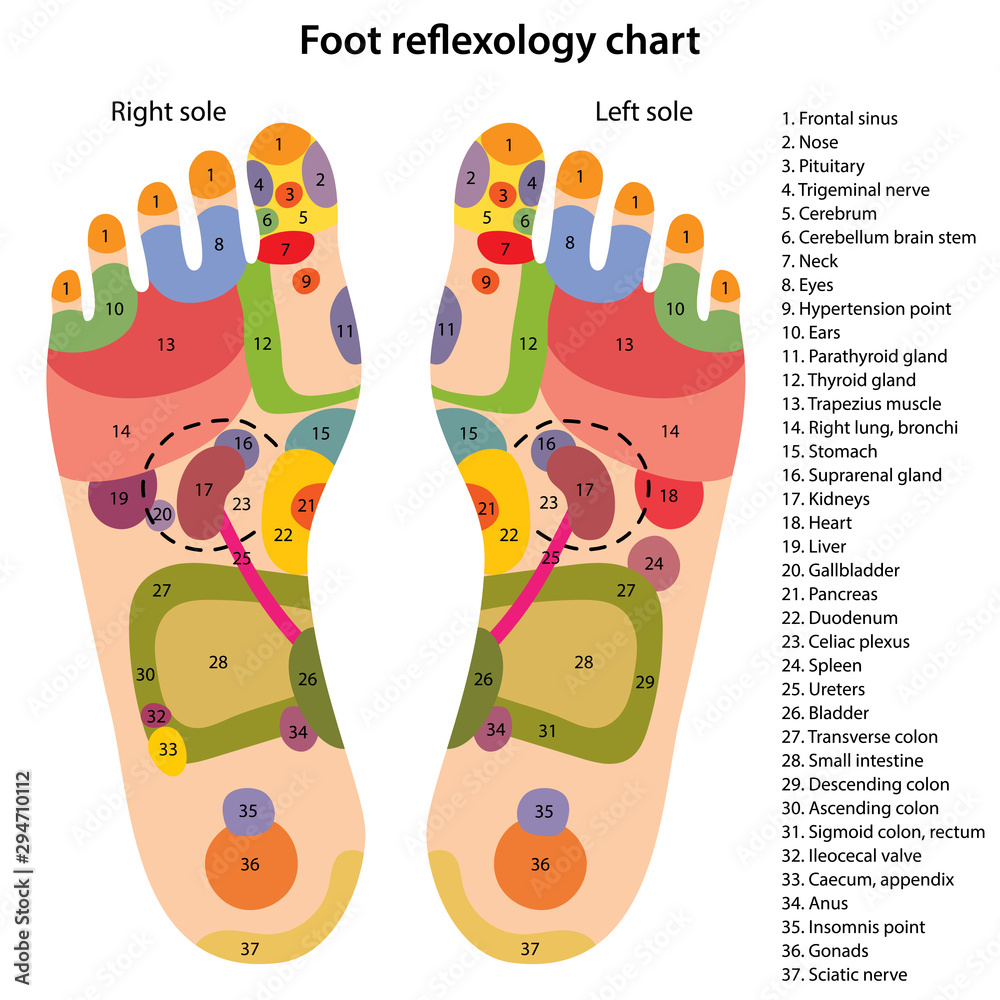 High resolution foot reflexology chart