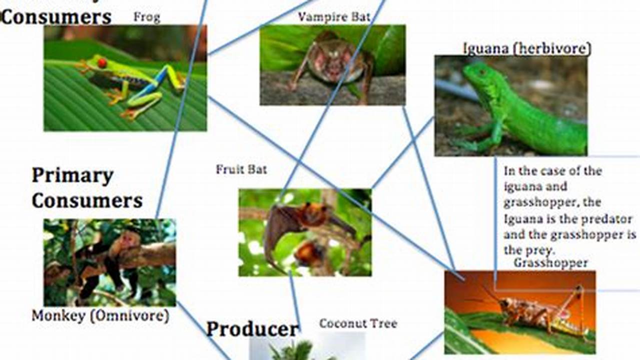 Food Web Example In Tropical Rainforest