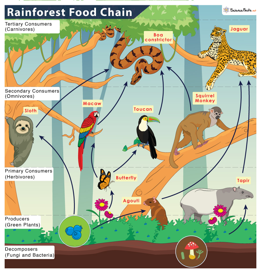Food Web In Tropical Rainforest