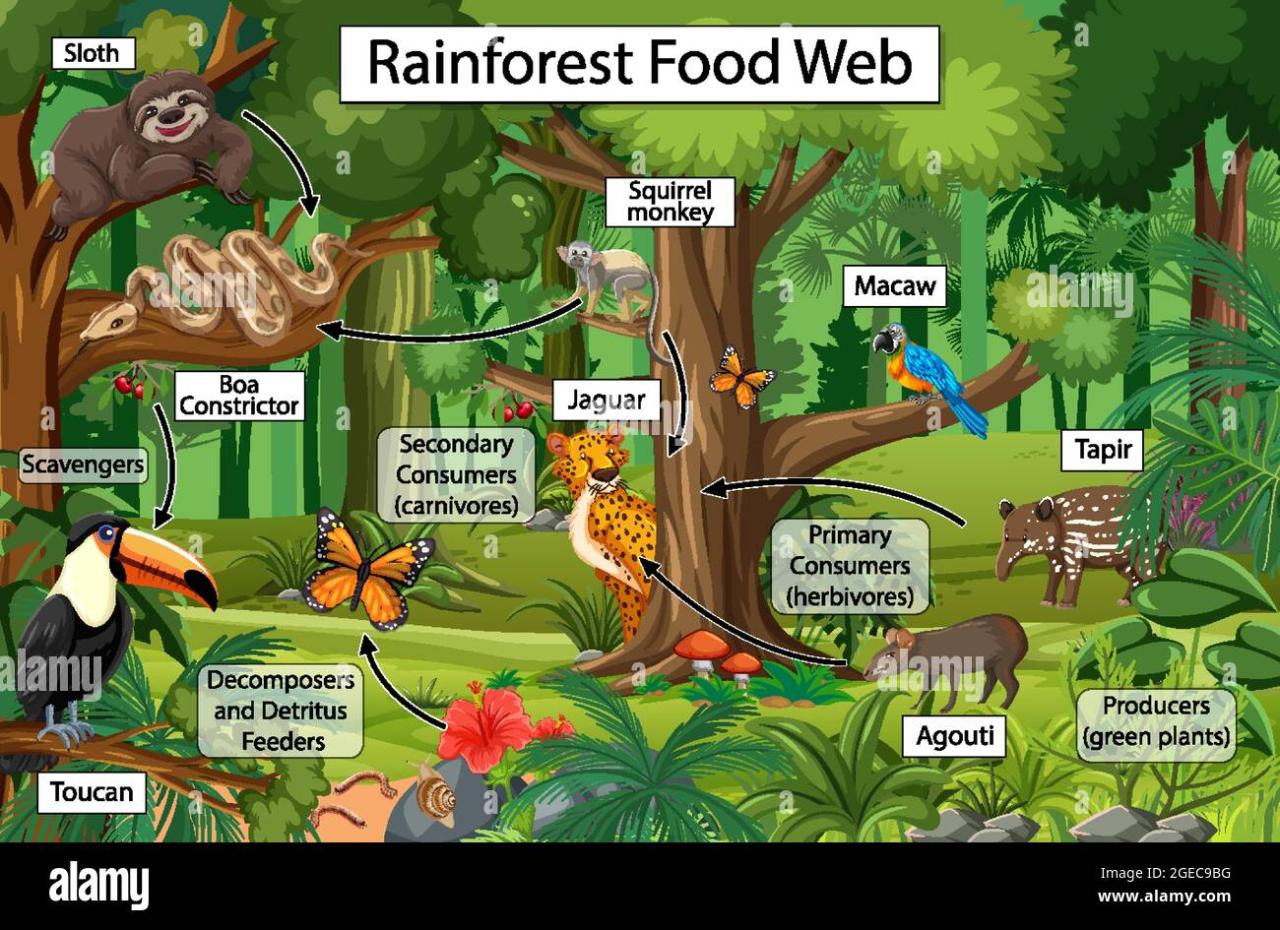 Food Web For Tropical Rainforest