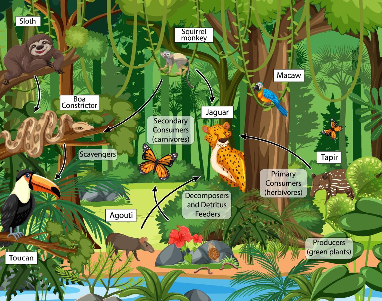 Tropical Rainforest Food Web