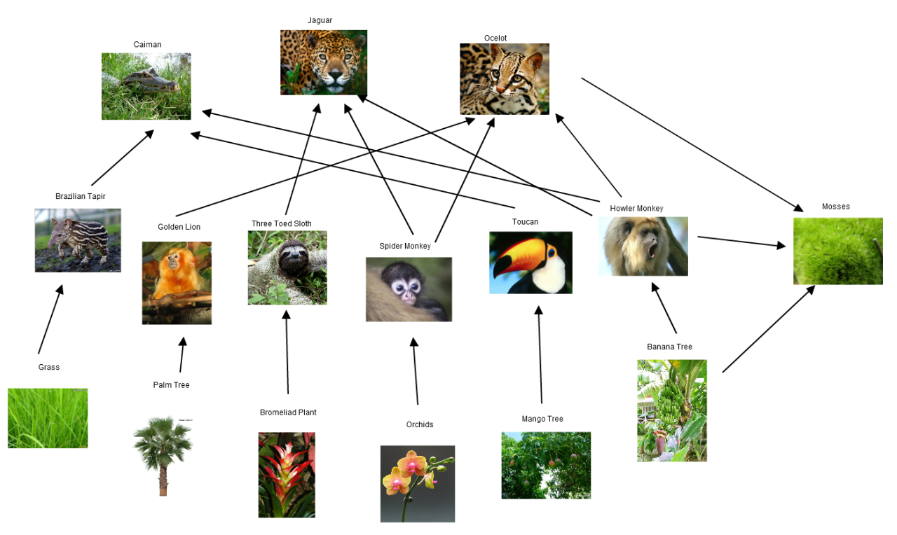 Food Web In The Rainforest